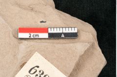 Foto (Detailansicht) von Rhytisma juglandis Ettingshausen (NHMW-GEO-2024-0188-6397)